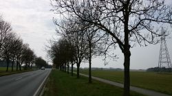 pielegnacja drzew przy drodze Nowogard-Olchowo